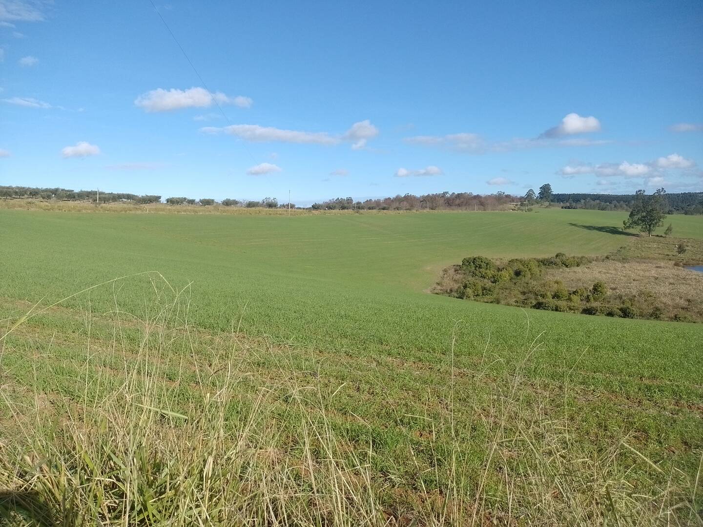 #357 - Fazenda para Venda em Sentinela do Sul - RS