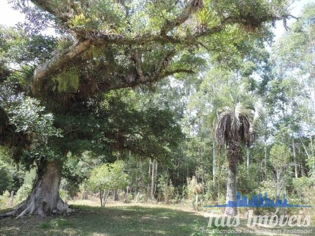 #142 - Chácara para Venda em Cerro Grande do Sul - RS