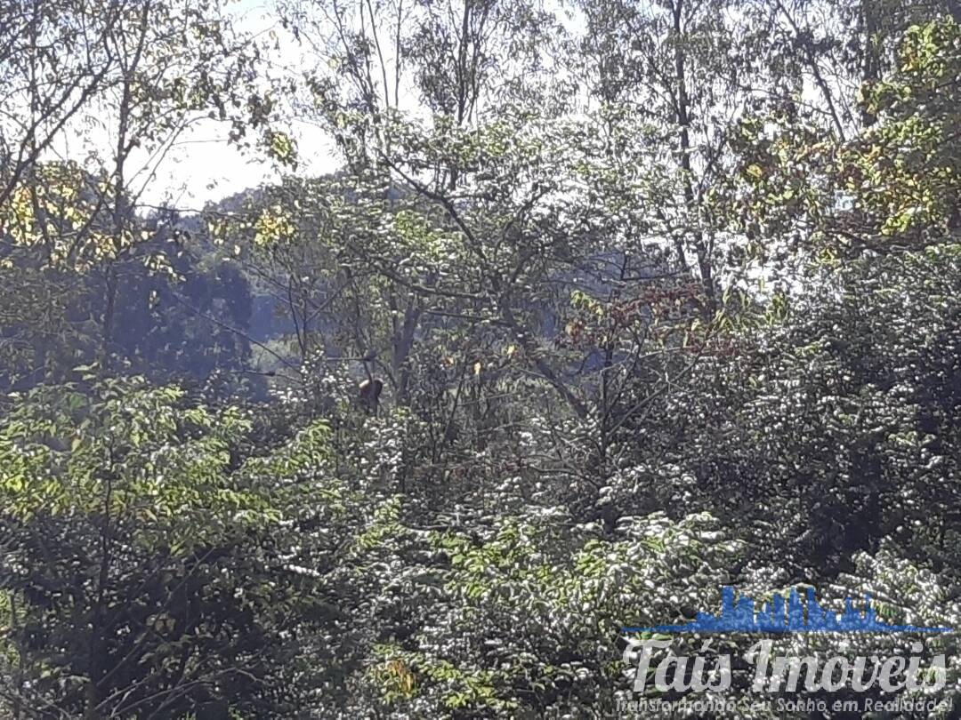 Sítio, 3 quartos, 8 hectares - Foto 27