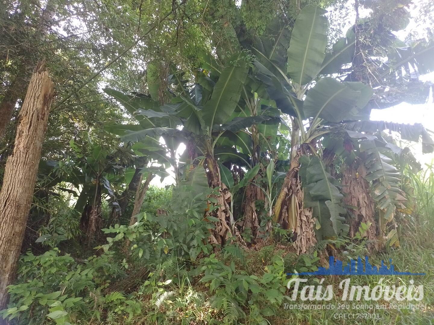 Sítio, 2 quartos, 3 m² - Foto 29